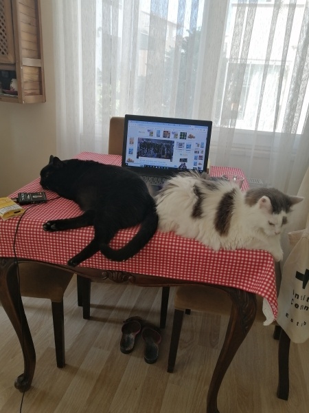 Tekir Kedi, Kedi  Irmik fotoğrafı