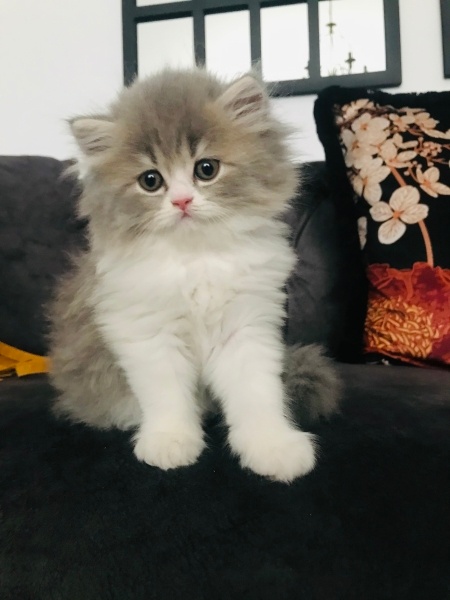 British Longhair, Kedi  Han fotoğrafı