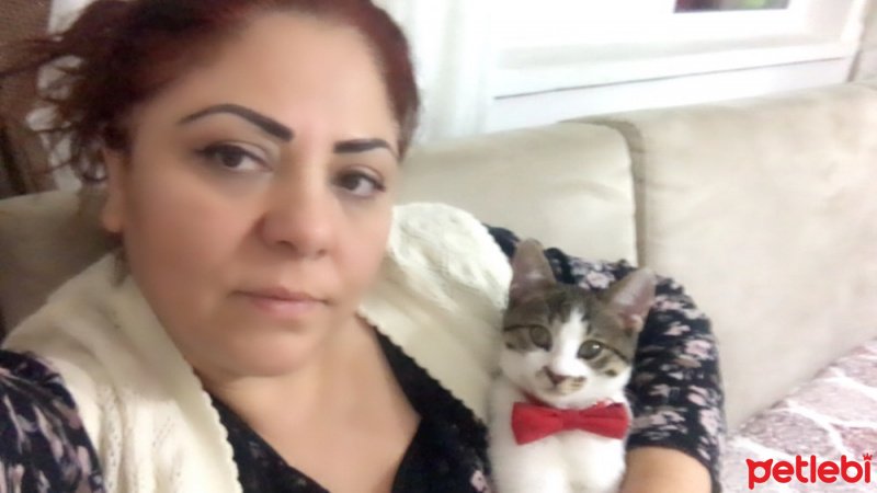 Tekir Kedi, Kedi  Simba fotoğrafı