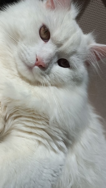 Ankara Kedisi, Kedi  Zerroş fotoğrafı