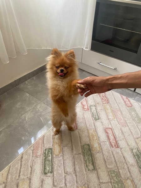 Pomeranyalı, Köpek  Lina fotoğrafı