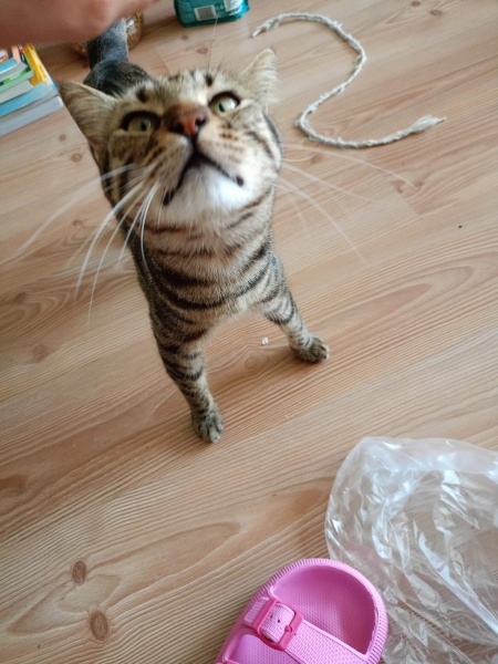 Tekir Kedi, Kedi  MAYA fotoğrafı