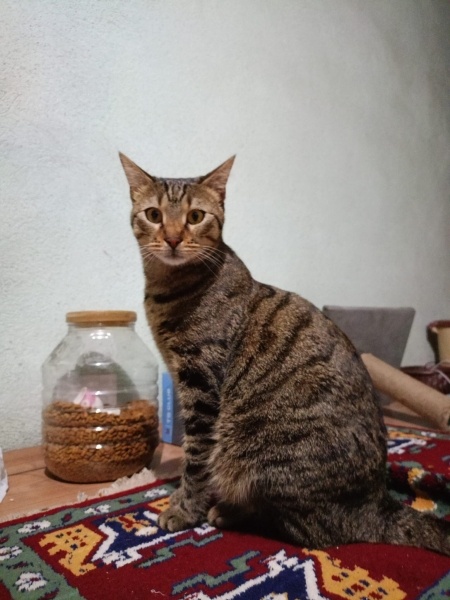 Tekir Kedi, Kedi  LUNA fotoğrafı
