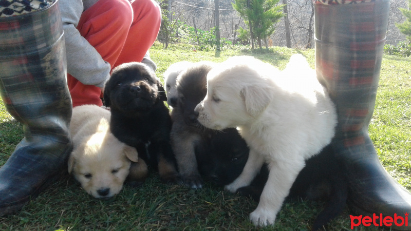 Golden Retriever, Köpek  Bobi  fotoğrafı