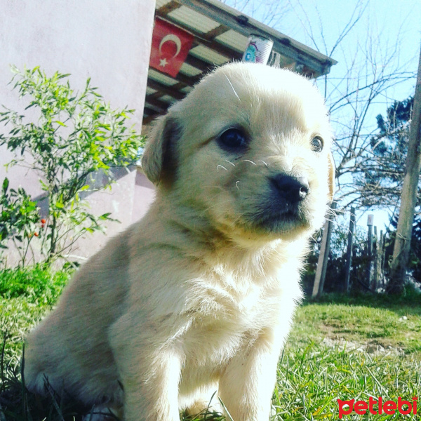 Golden Retriever, Köpek  Bobi  fotoğrafı