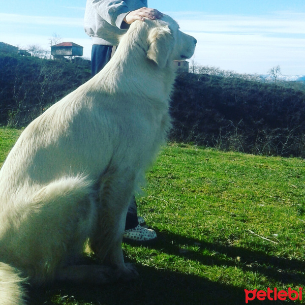 Golden Retriever, Köpek  Bobi  fotoğrafı