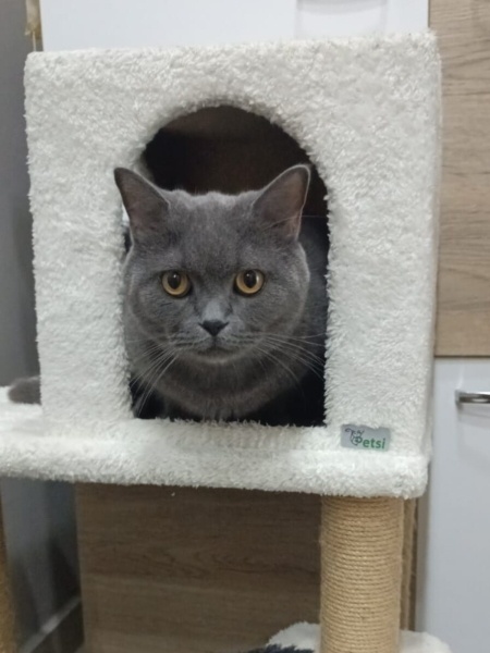 British Shorthair, Kedi  Duman fotoğrafı