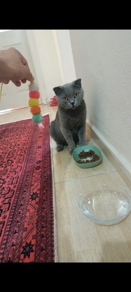 Scottish Fold, Kedi  Müezza fotoğrafı
