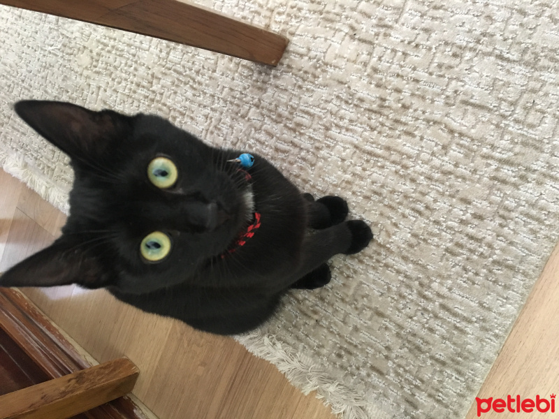 Tekir Kedi, Kedi  Pamirsu fotoğrafı