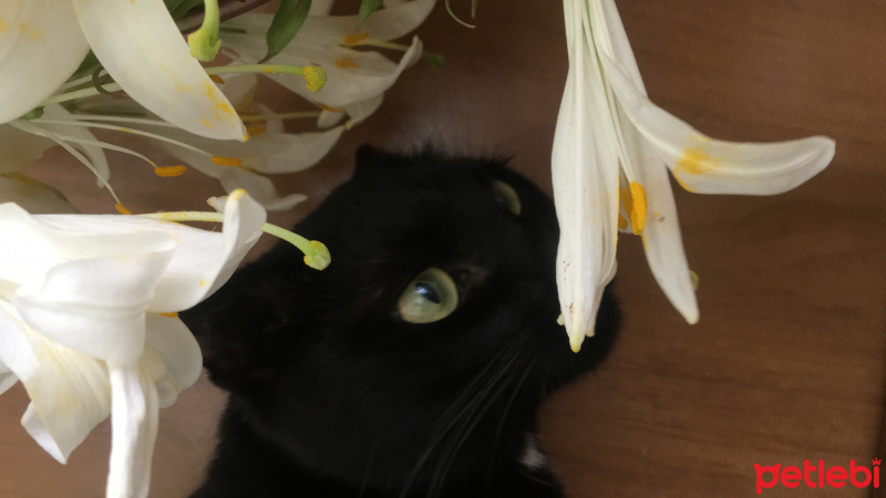 Tekir Kedi, Kedi  Pamirsu fotoğrafı