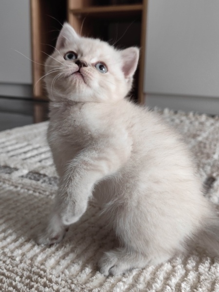 British Shorthair, Kedi  leo fotoğrafı