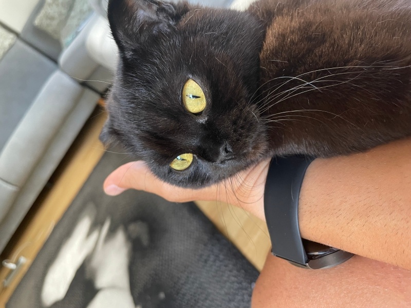 Scottish Fold, Kedi  Asya fotoğrafı