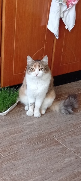 Tekir Kedi, Kedi  Minik fotoğrafı