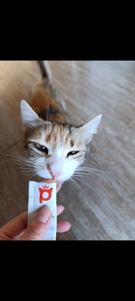 Tekir Kedi, Kedi  Minik fotoğrafı