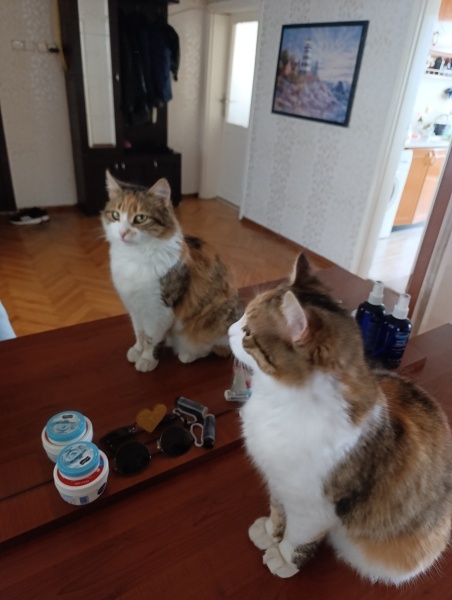 Tekir Kedi, Kedi  Minik fotoğrafı