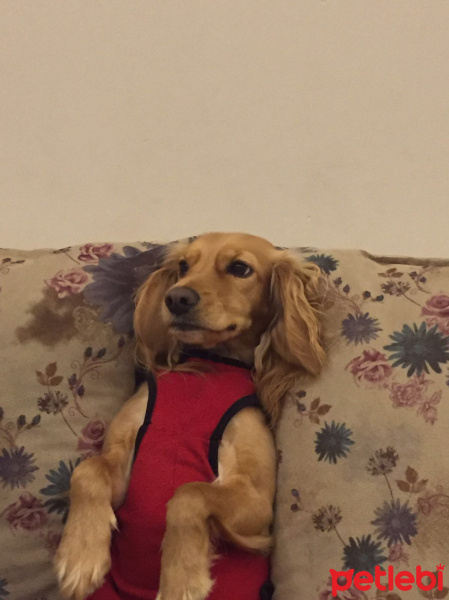Amerikan Cocker Spaniel, Köpek  Maya fotoğrafı