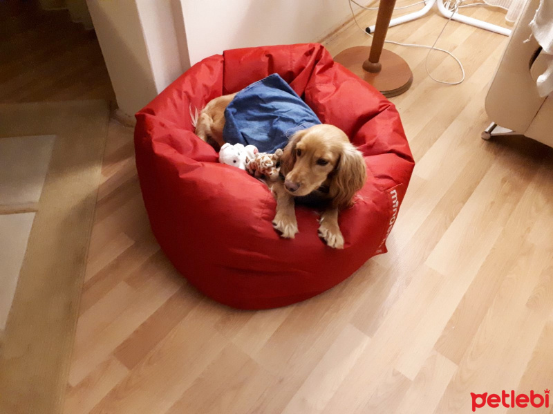 Amerikan Cocker Spaniel, Köpek  Maya fotoğrafı