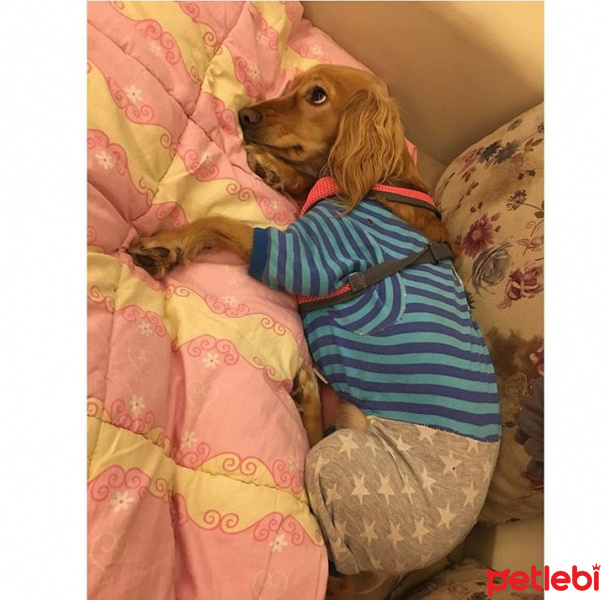 Amerikan Cocker Spaniel, Köpek  Maya fotoğrafı