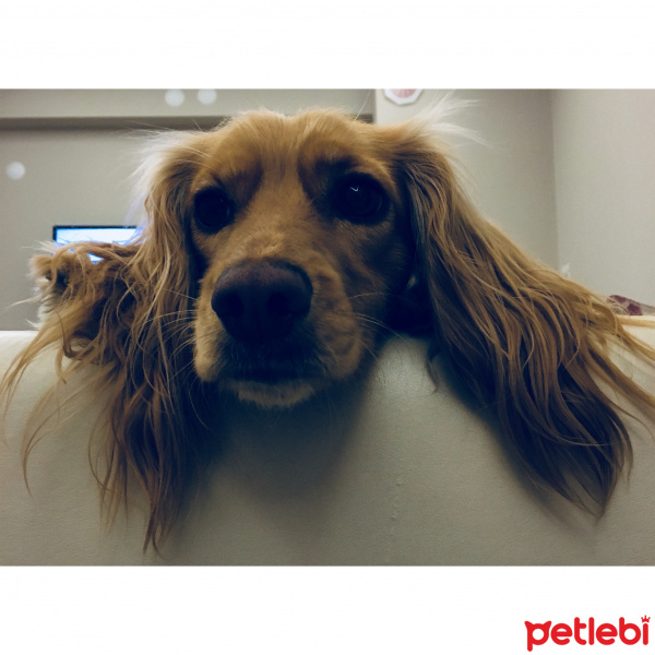 Amerikan Cocker Spaniel, Köpek  Maya fotoğrafı