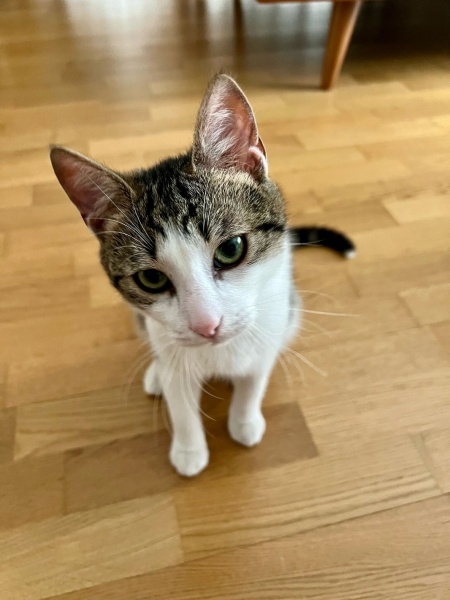 Tekir Kedi, Kedi  Felix fotoğrafı
