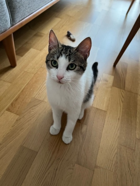 Tekir Kedi, Kedi  Felix fotoğrafı