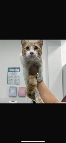Sarman, Kedi  Paşa fotoğrafı