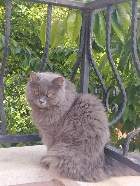 British Longhair, Kedi  İncir fotoğrafı