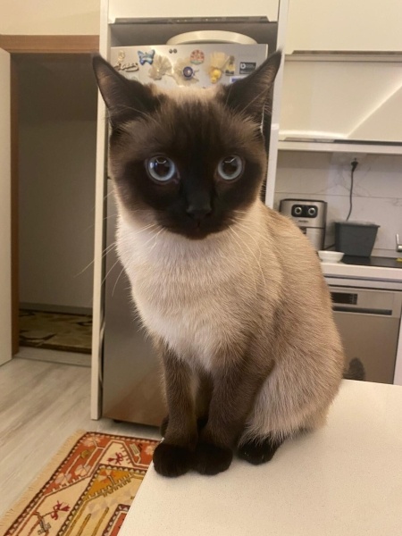 Siyam Kedisi, Kedi  Paris fotoğrafı