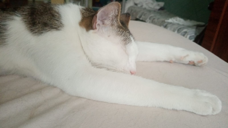 Tekir Kedi, Kedi  ibi fotoğrafı