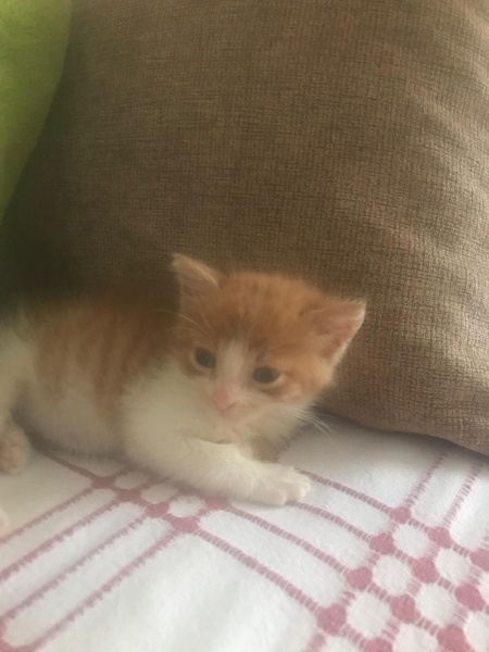 Sarman, Kedi  Kavun fotoğrafı