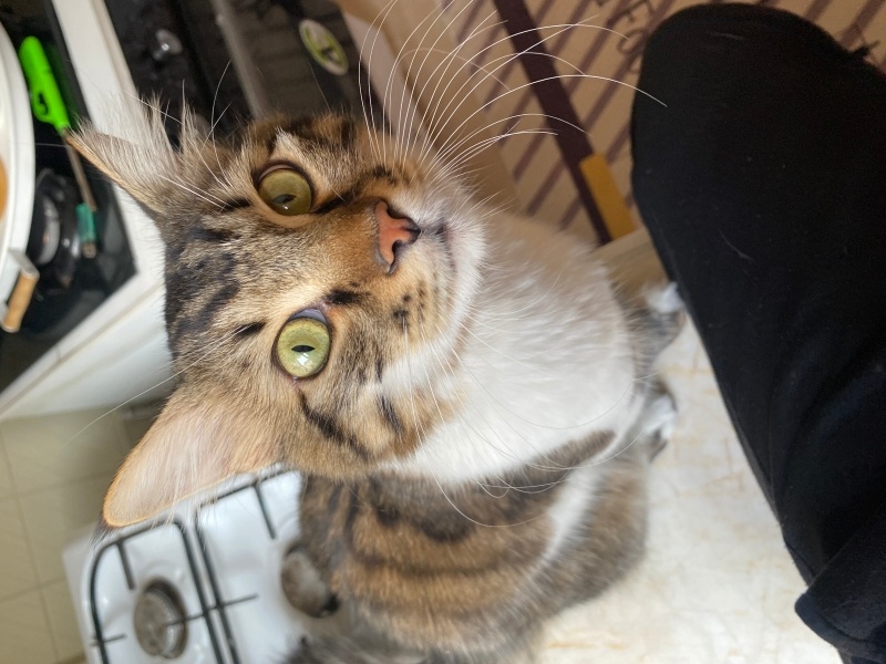 Tekir Kedi, Kedi  Shiwas fotoğrafı