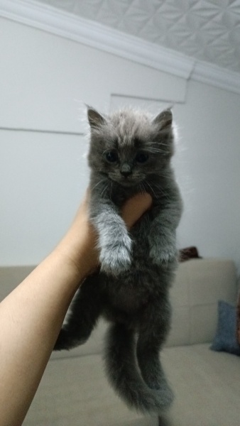 British Longhair, Kedi  Beyaz Diş fotoğrafı