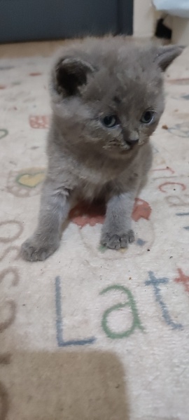 British Shorthair, Kedi  British fotoğrafı