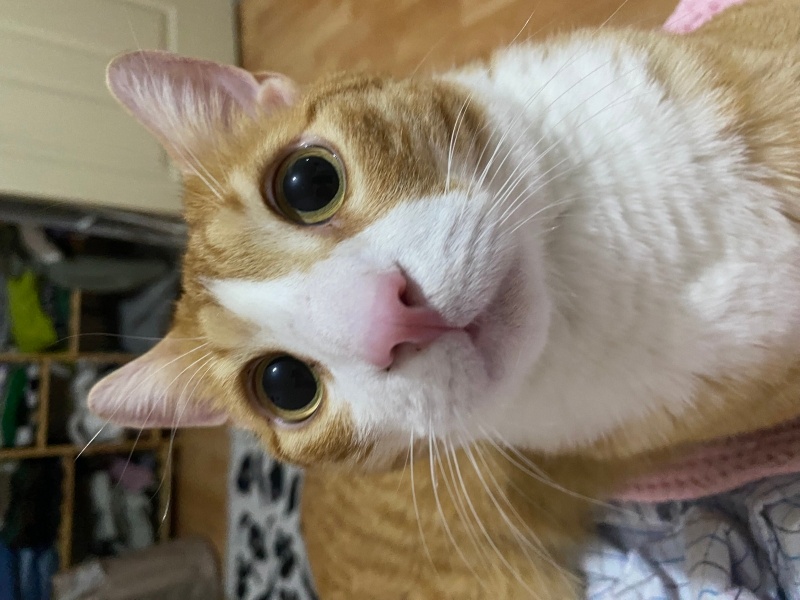 Sarman, Kedi  Tofi bal fotoğrafı