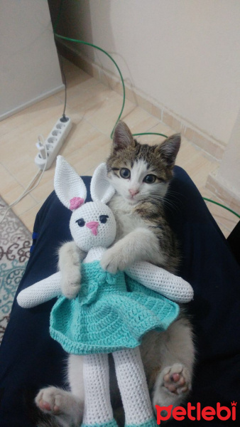 Tekir Kedi, Kedi  süreya fotoğrafı
