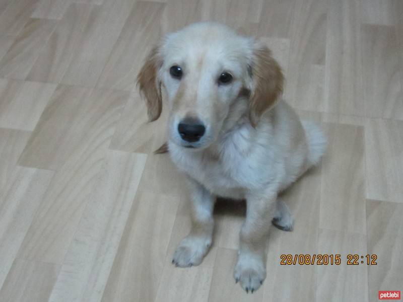 Golden Retriever, Köpek  korsan fotoğrafı