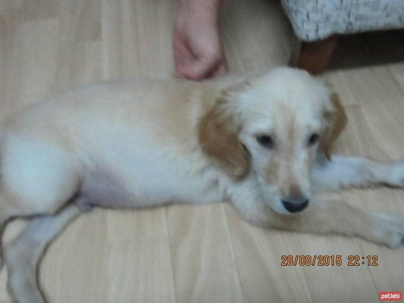 Golden Retriever, Köpek  korsan fotoğrafı