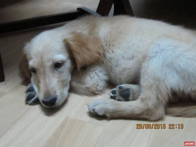 Golden Retriever, Köpek  korsan fotoğrafı