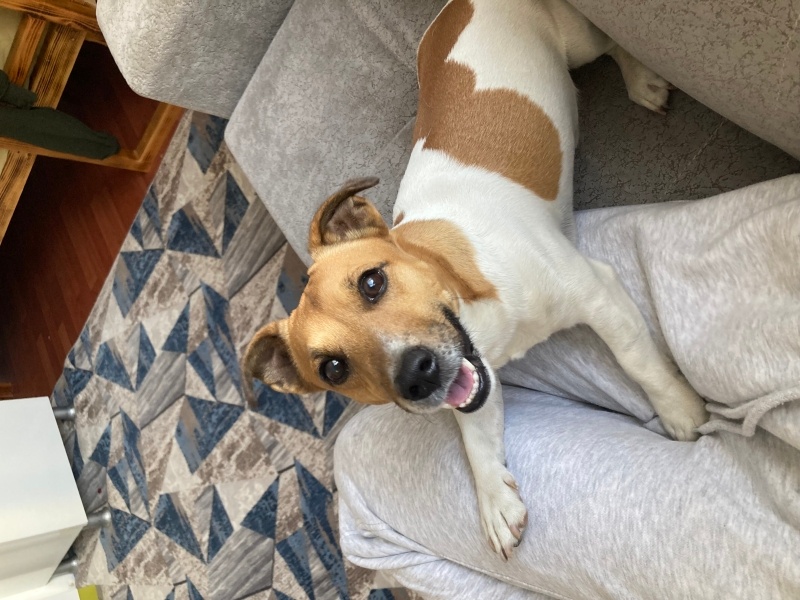Jack Russell Terrier, Köpek  Maskot fotoğrafı