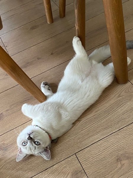 British Shorthair, Kedi  Coco fotoğrafı