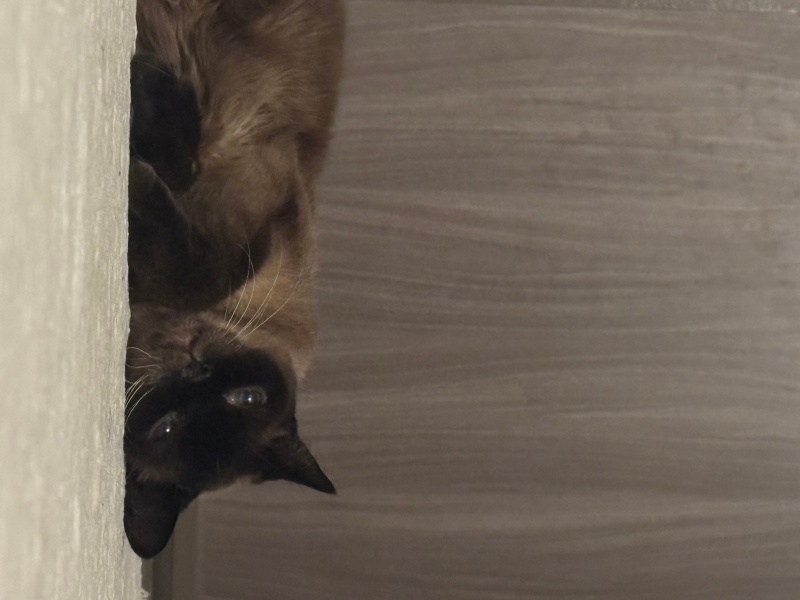Siyam Kedisi, Kedi  Nazlı fotoğrafı