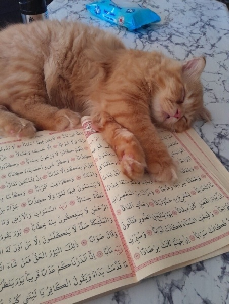 Sarman, Kedi  İcardi fotoğrafı