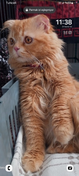 Sarman, Kedi  İcardi fotoğrafı