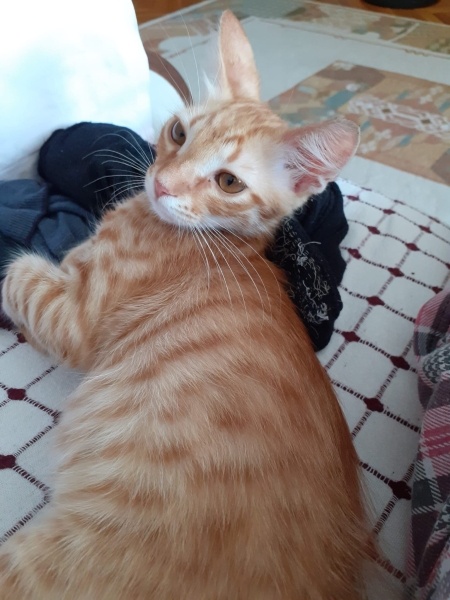 Tekir Kedi, Kedi  zeyna fotoğrafı