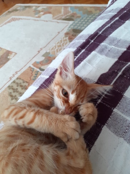 Tekir Kedi, Kedi  zeyna fotoğrafı