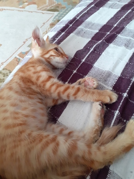 Tekir Kedi, Kedi  zeyna fotoğrafı