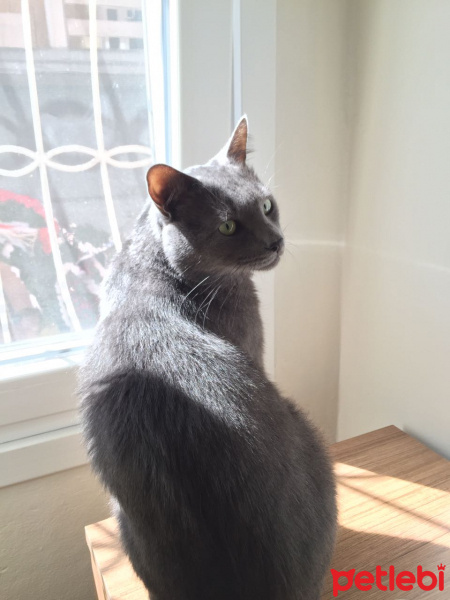 Mavi Rus, Kedi  Tomy fotoğrafı