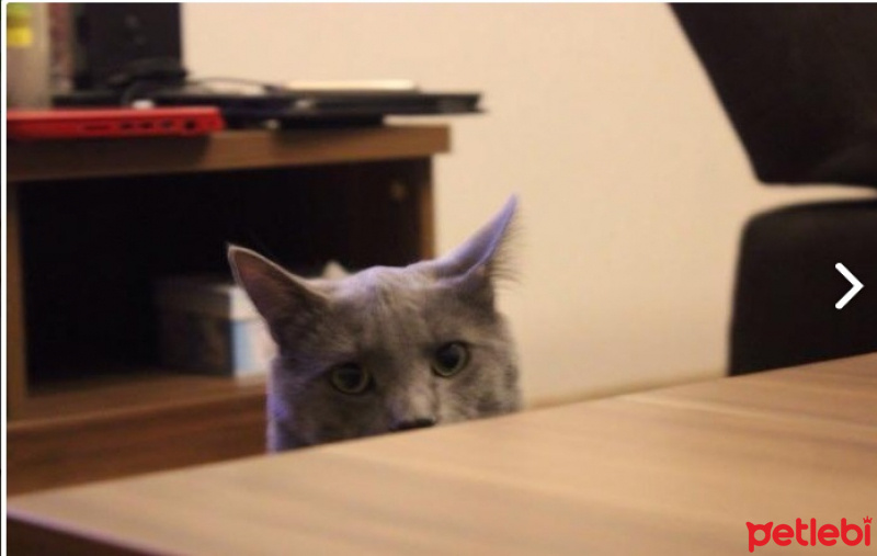 Mavi Rus, Kedi  Tomy fotoğrafı
