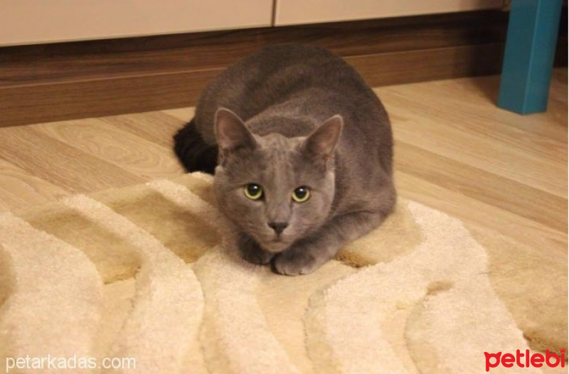 Mavi Rus, Kedi  Tomy fotoğrafı