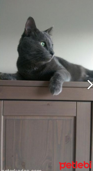 Mavi Rus, Kedi  Tomy fotoğrafı